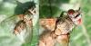 Solieria sp.